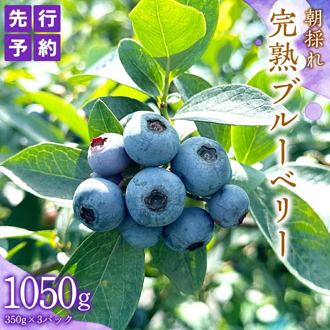 【ふるさと納税】≪先行予約≫朝採れ 完熟 ブルーベリー 1,050g （ 350g × 3パック ） 【 2025年 6月上旬頃より発送開始 】 数量限定 冷蔵 ベリー 甘い 甘酸っぱい 完熟 新鮮 フルーツ 果物 くだもの 贈り物 贈答 ギフト 国産 茨城 農園 産地直送