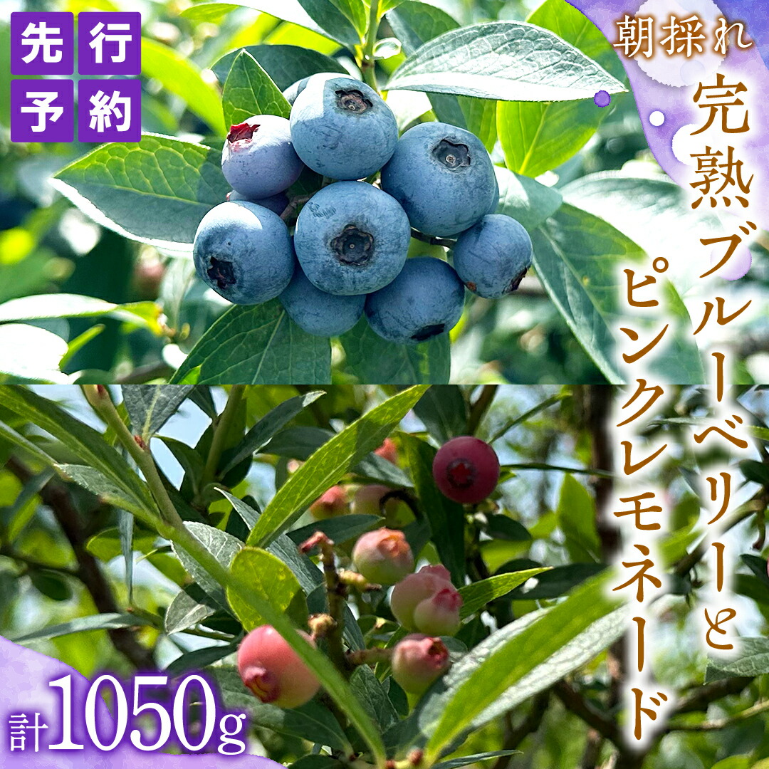 【ふるさと納税】≪先行予約≫【 数量限定 】 朝採れ 完熟 ブルーベリー 700g と ピンクレモネード 350g の 詰合せ セット 食べ比べ (1パックあたり 350g ) 【 2025年 6月上旬頃より発送開始 】 冷蔵 ベリー 甘い 甘酸っぱい 新鮮 フルーツ 果物 贈り物 国産農園 産地直送
