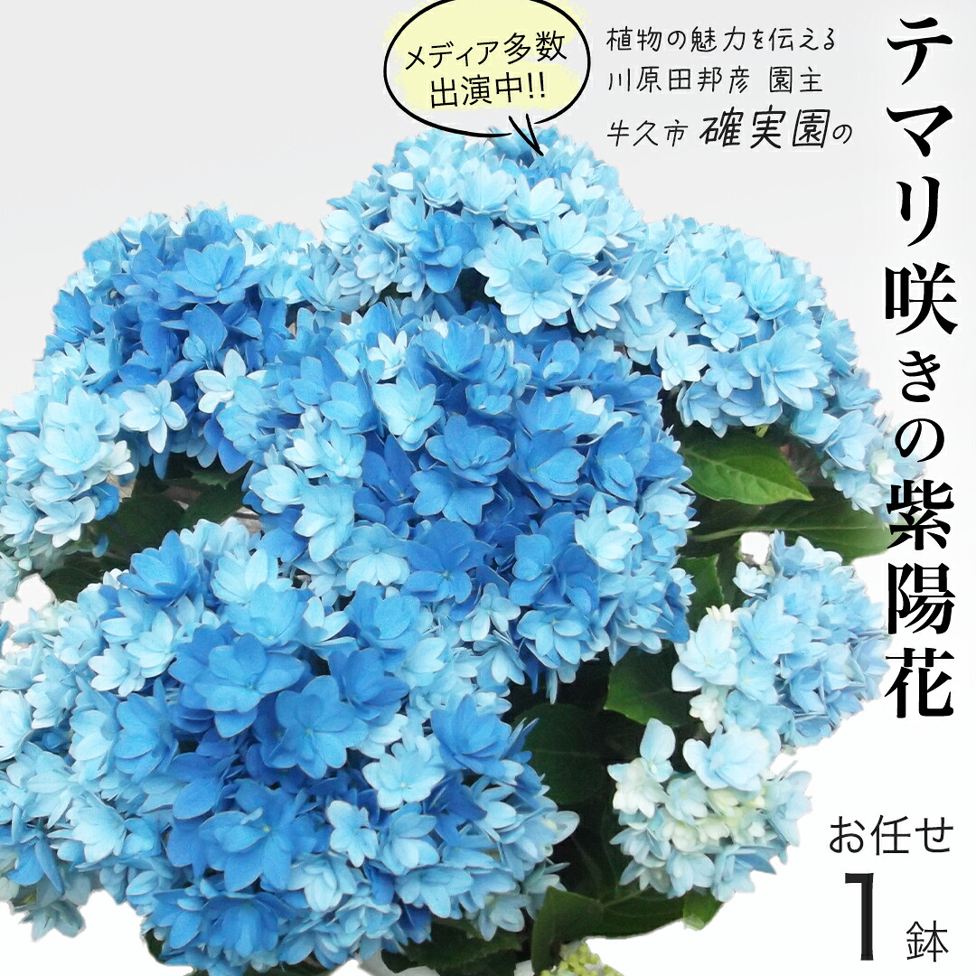 【ふるさと納税】≪先行予約≫アジサイ テマリ咲き【 おまかせ 1点 】 2026年4月上旬頃より発送開始 植物 花 インテリア フラワー 紫陽花 お花 園芸 初夏 贈り物 ギフト ガーデニング 母の日
