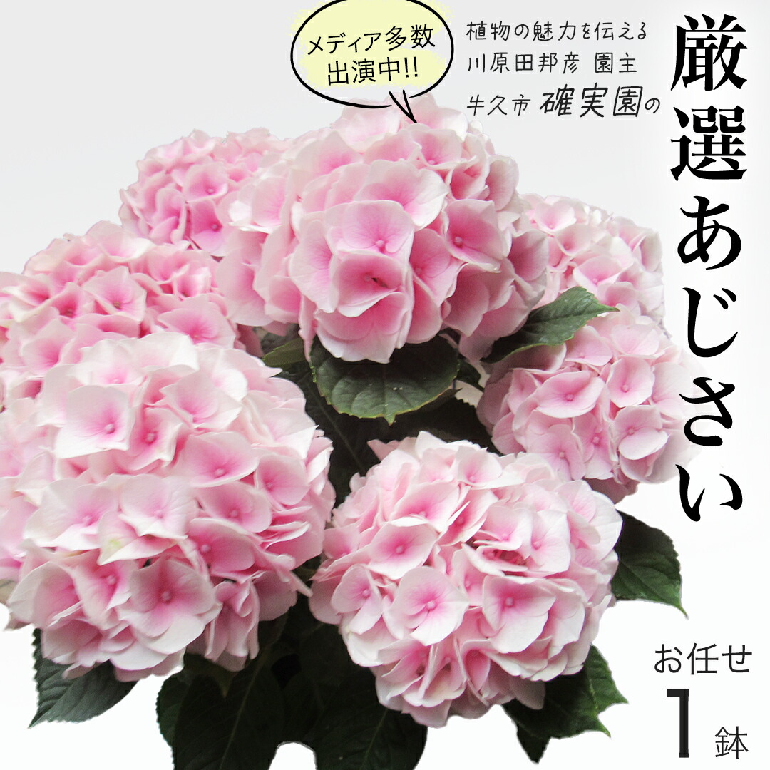 一般受けの品特集