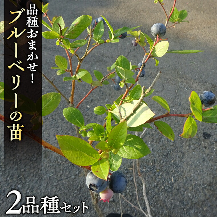 楽天市場】【ふるさと納税】ブルーベリー 苗木 2年生 苗 2本