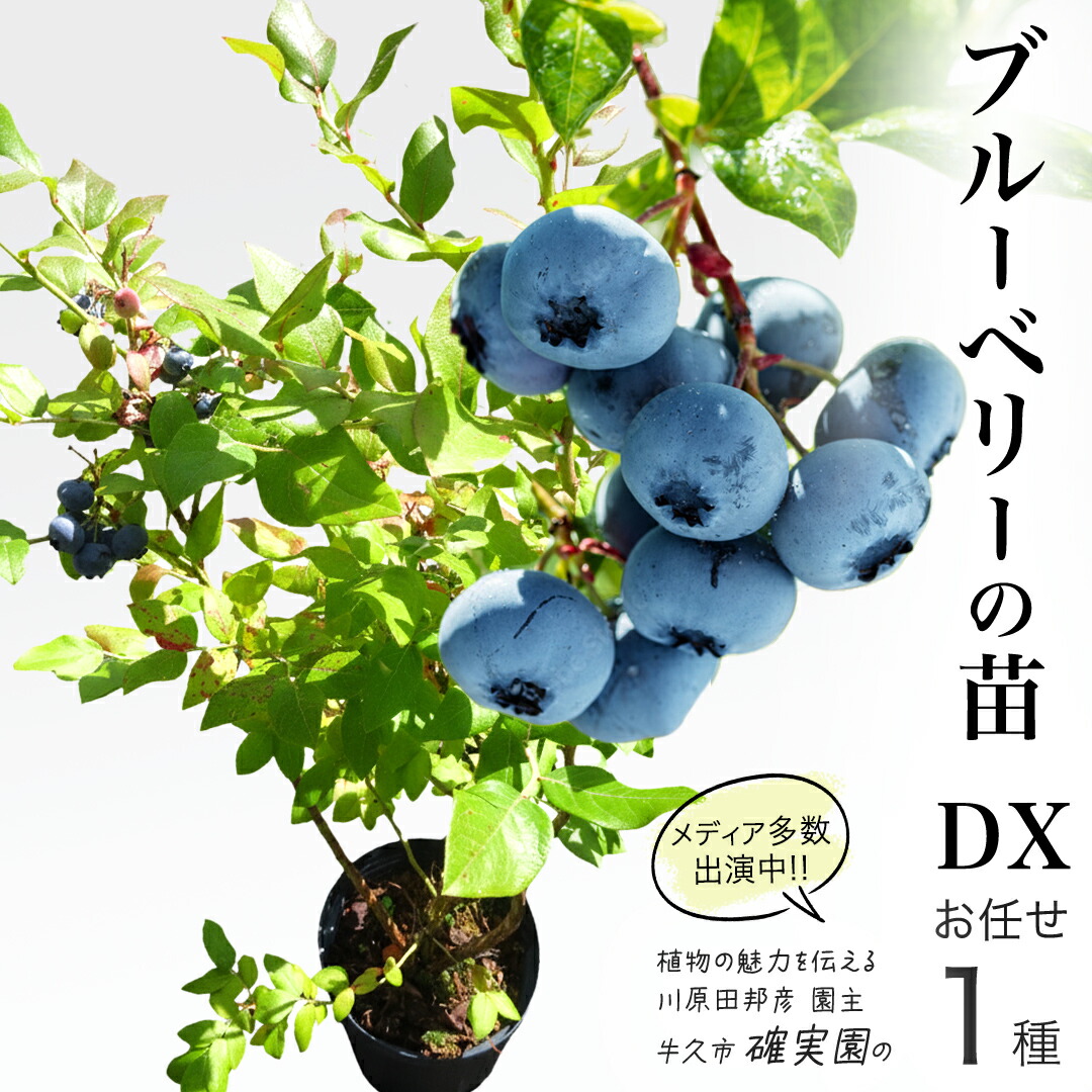 楽天市場】【ふるさと納税】ブルーベリー の 苗 2品種セット