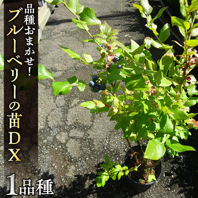 楽天市場】【ふるさと納税】ブルーベリー 苗木 2年生 苗 2本