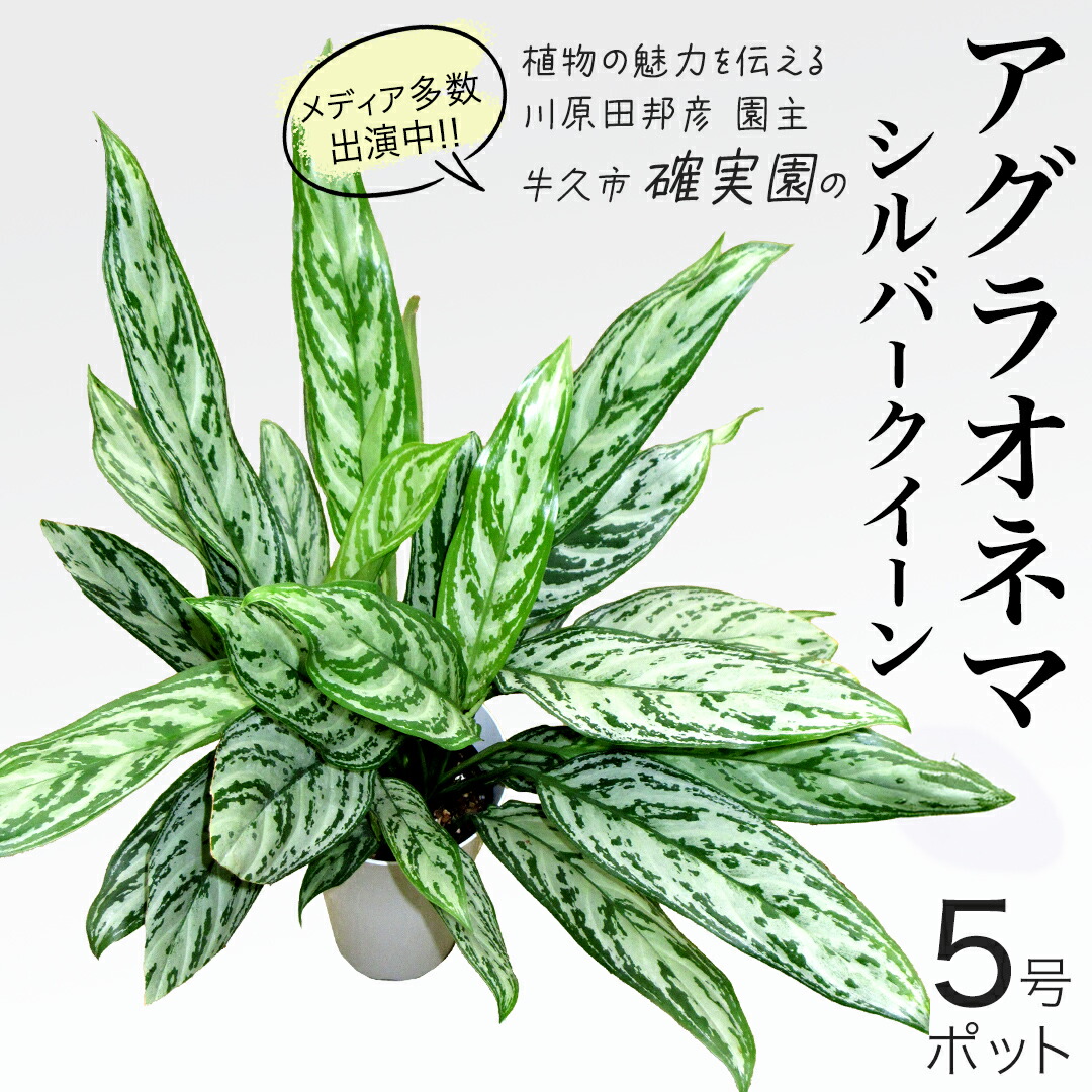 【ふるさと納税】アグラオネマ シルバークイーン 5号ポット 1点 家庭 で 園芸 鉢植え 苗 庭木 果樹 ガーデニング 植物 確実園 観葉植物 インテリア 植木鉢