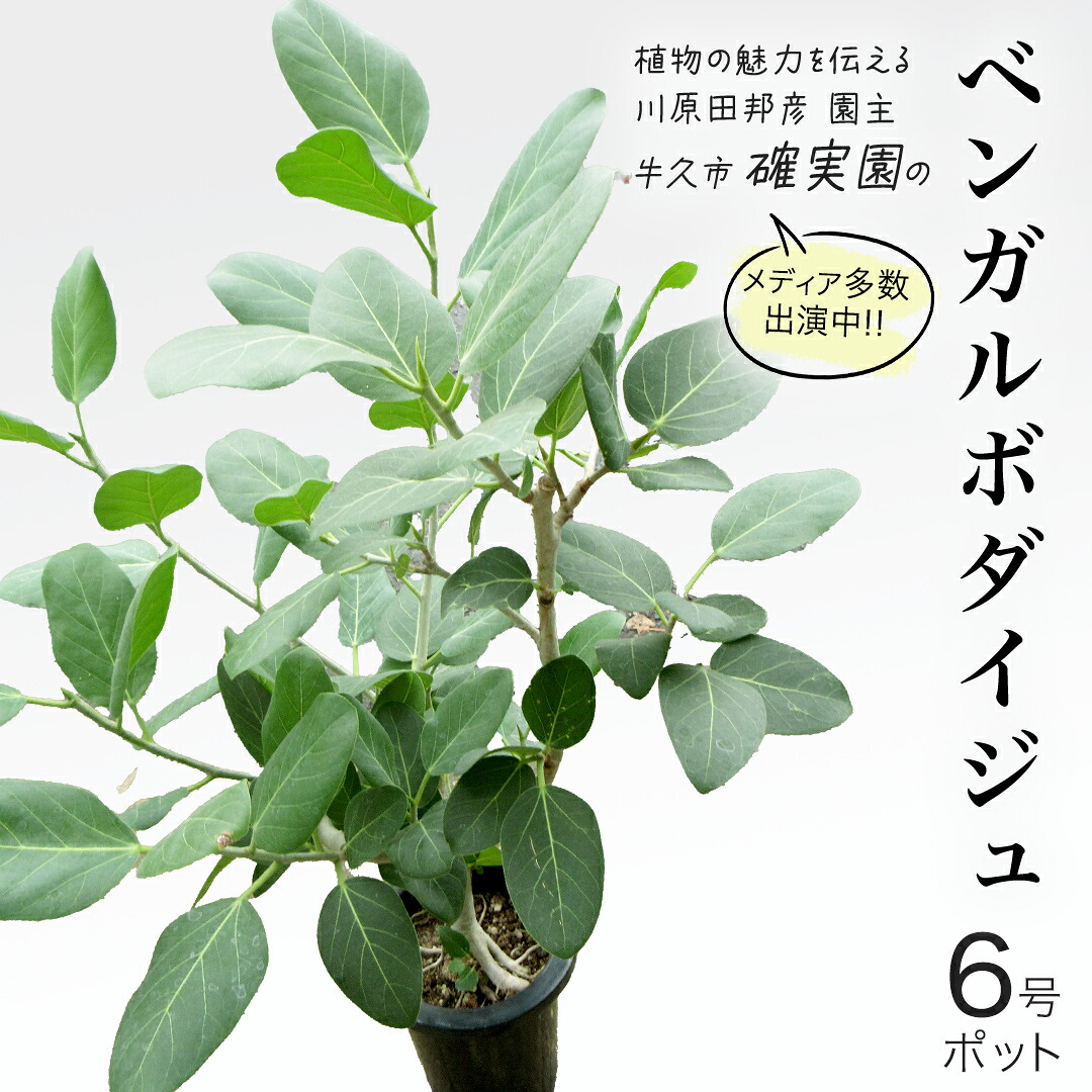 一般受けの品特集