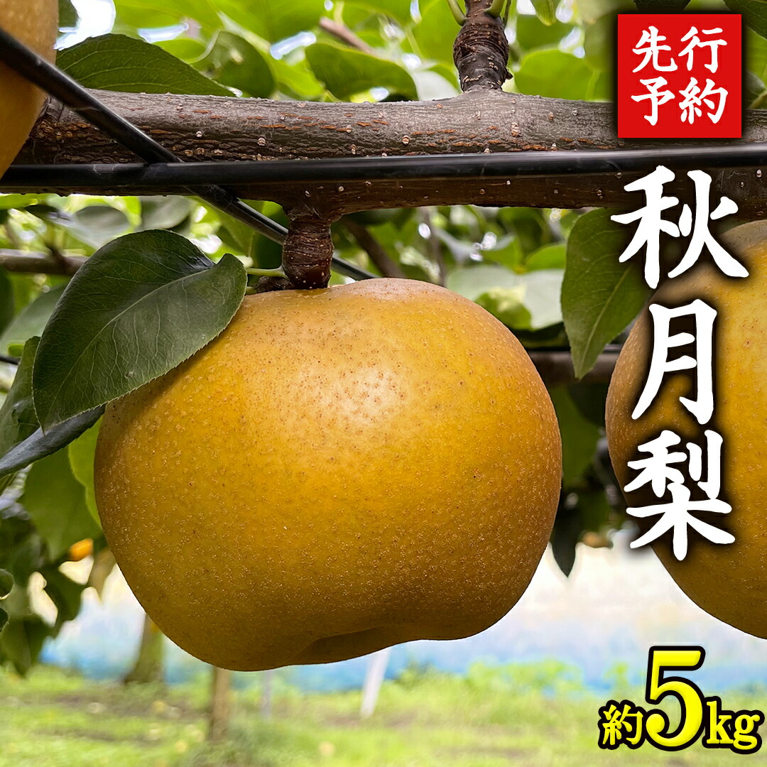 【ふるさと納税】《 先行予約 》 茨城県産 梨 秋月 （ 約5kg ） 【 2025年 9月上旬頃より発送開始 】 あきづき アキヅキ フルーツ 果物 なし ナシ 旬 新鮮 旬 期間限定 国産