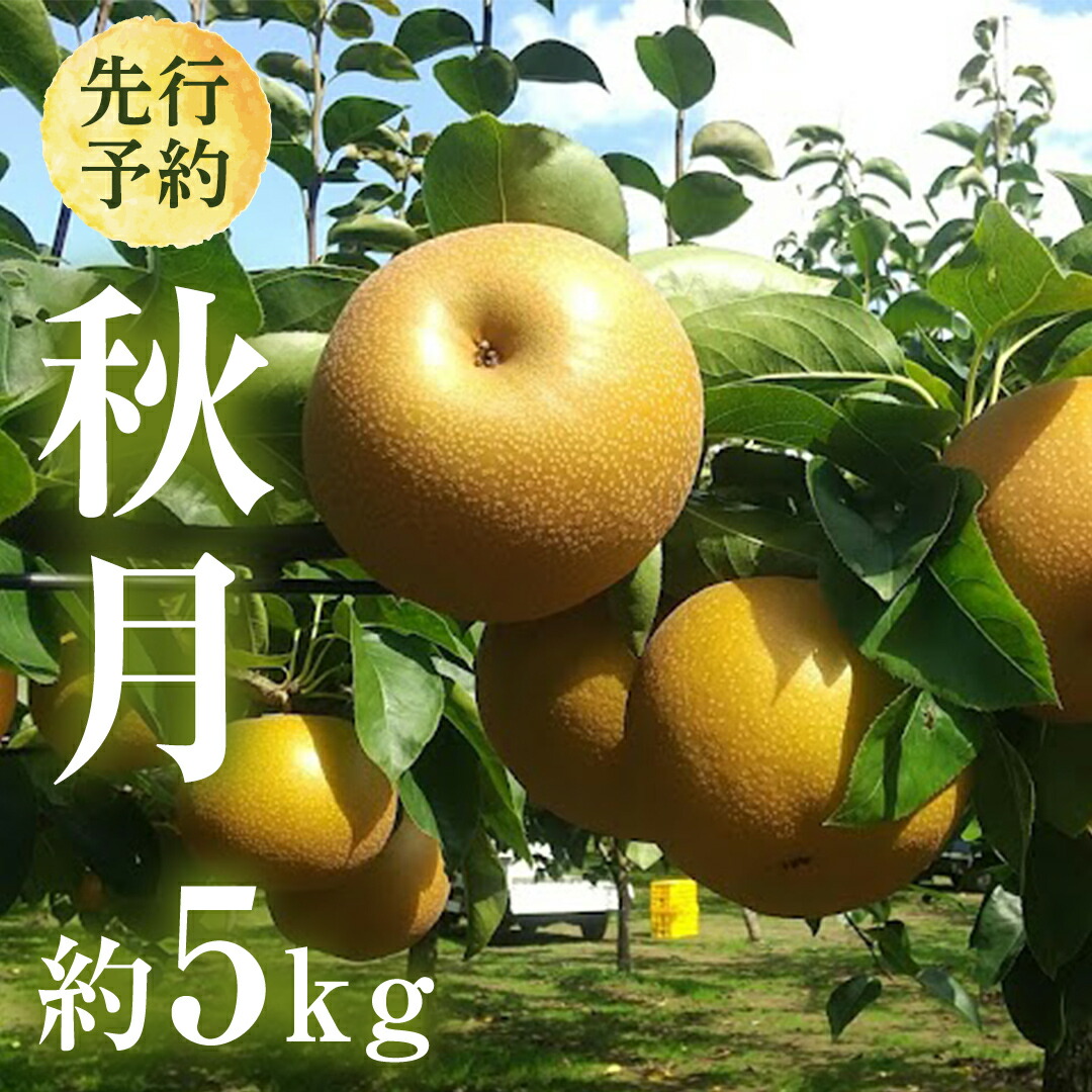 【ふるさと納税】 【 2025年9月上旬発送開始 】 茨城県産 梨 秋月 （約 5kg ） 10～16玉 フルーツ 果物 なし ナシ 旬 新鮮 期間限定 甘い 国産 先行予約