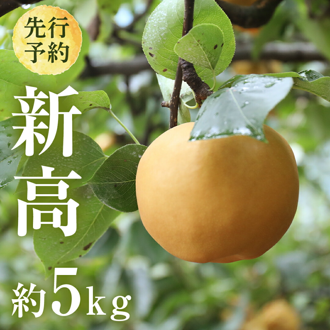 【ふるさと納税】 【 2025年9月下旬発送開始 】 茨城県産 梨 新高 （約 5kg ） 6～12玉 フルーツ 果物 なし ナシ 旬 新鮮 甘い 国産 ジューシー みずみずしい 先行予約