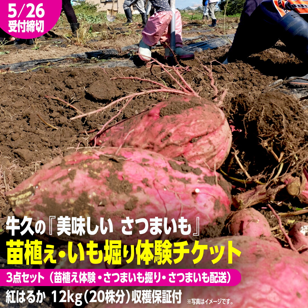 【ふるさと納税】牛久 の『美味しい さつまいも』苗植え・収穫体験付【 苗植え体験 ・ さつまいも掘り ・ 配送付 】3点セット の 体験チケット ( 紅はるか 12kg収穫保証付 ) 体験 収穫 野菜 やさい 芋堀 いもほり 紅はるか