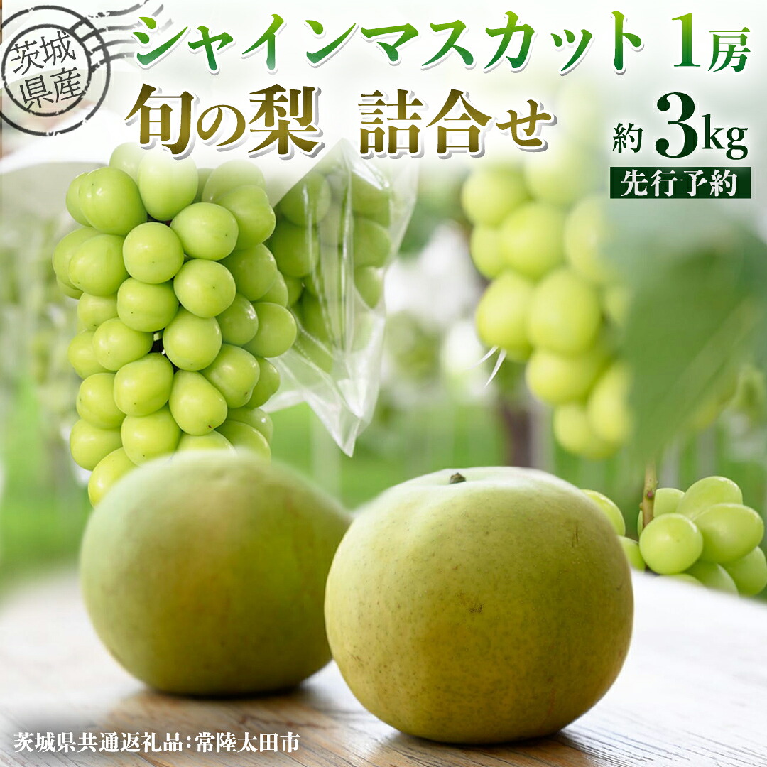 【ふるさと納税】【 先行予約 】茨城県産 シャインマスカット1房と旬の梨詰め合わせ 約 3kg ( 茨城県共通返礼品 : 常陸太田市 ) 【 2026年 9月 中旬頃より発送 】 梨 ナシ なし 和梨 シャインマスカット フルーツ ぶどう 葡萄 ブドウ マスカット 果物 期間限定 数量限定