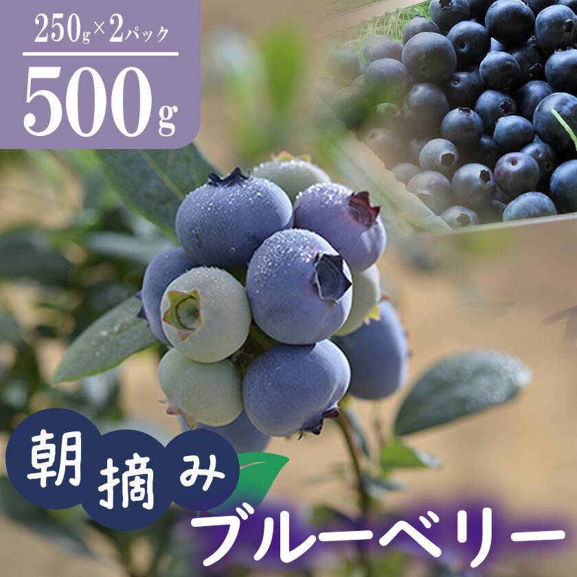 【ふるさと納税】【先行予約】朝摘みブルーベリー500g＜離島・沖縄配送不可＞【2025年6月上旬～8月上旬頃順次発送予定】｜ブルーベリー 朝摘み ベリー 果物 フルーツ 生ブルーベリー 新鮮 果実 レシピ ジャム チーズケーキ 茨城県 つくば市