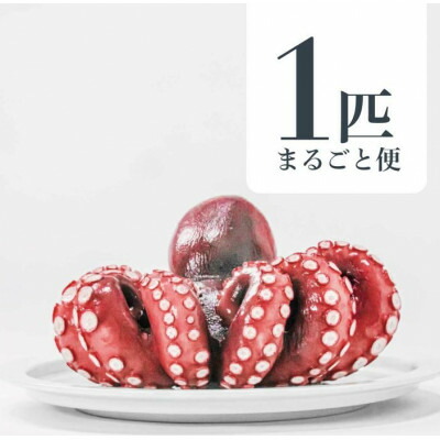【ふるさと納税】MarkAプレミアム蒸したこ1尾【配送不可地域：離島・沖縄県】【1361277】