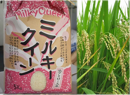 KAK-2 令和4年度新米 鹿嶋市産 ミルキークィーン(精米)10kg 茨城県 鹿嶋市 新米