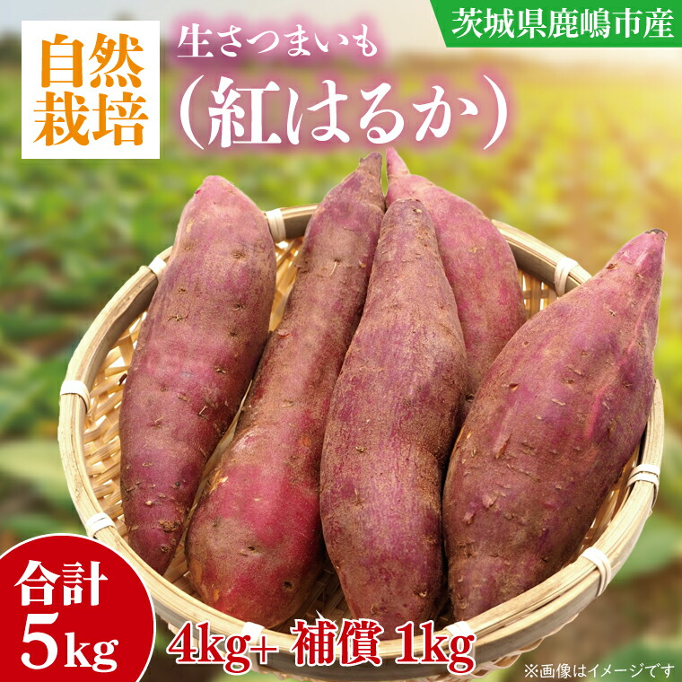 【ふるさと納税】【10月中旬～11月末までの発送品！】【自然栽培】紅はるか 生さつまいも(4kg+約25%補償分)　計 約5kg 【サツマイモ 芋 いも べにはるか 自然栽培 新鮮 オーガニック 焼き芋 煮物 天ぷら スイートポテト 鹿嶋市 茨城県】（KAG-39）