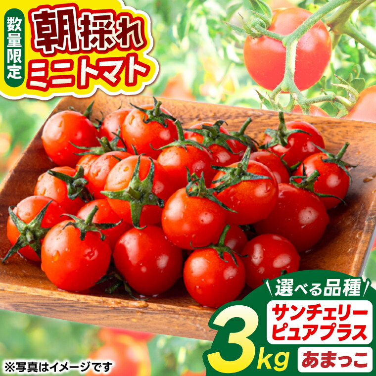 楽天市場】【ふるさと納税】【人気商品】 ミニトマト 3kg 朝採れ