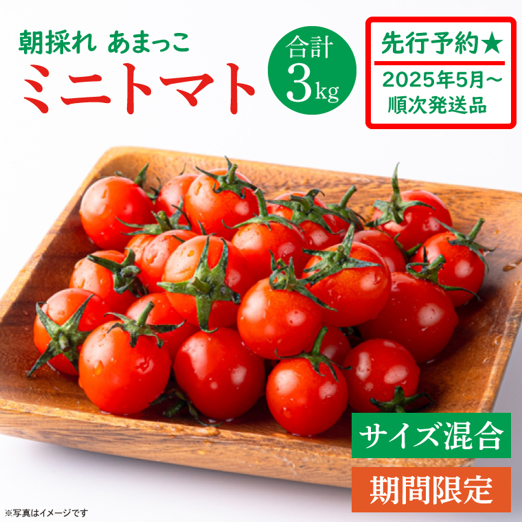 【ふるさと納税】【先行予約★2025年5月～順次発送！】【人気商品】朝採れ あまっこ ミニトマト ３kg 【やさい 野菜 トマト 甘い プチトマト 新鮮 フレッシュ 産地 直送 10000円以下 茨城県 鹿嶋市 】（KAM-19）