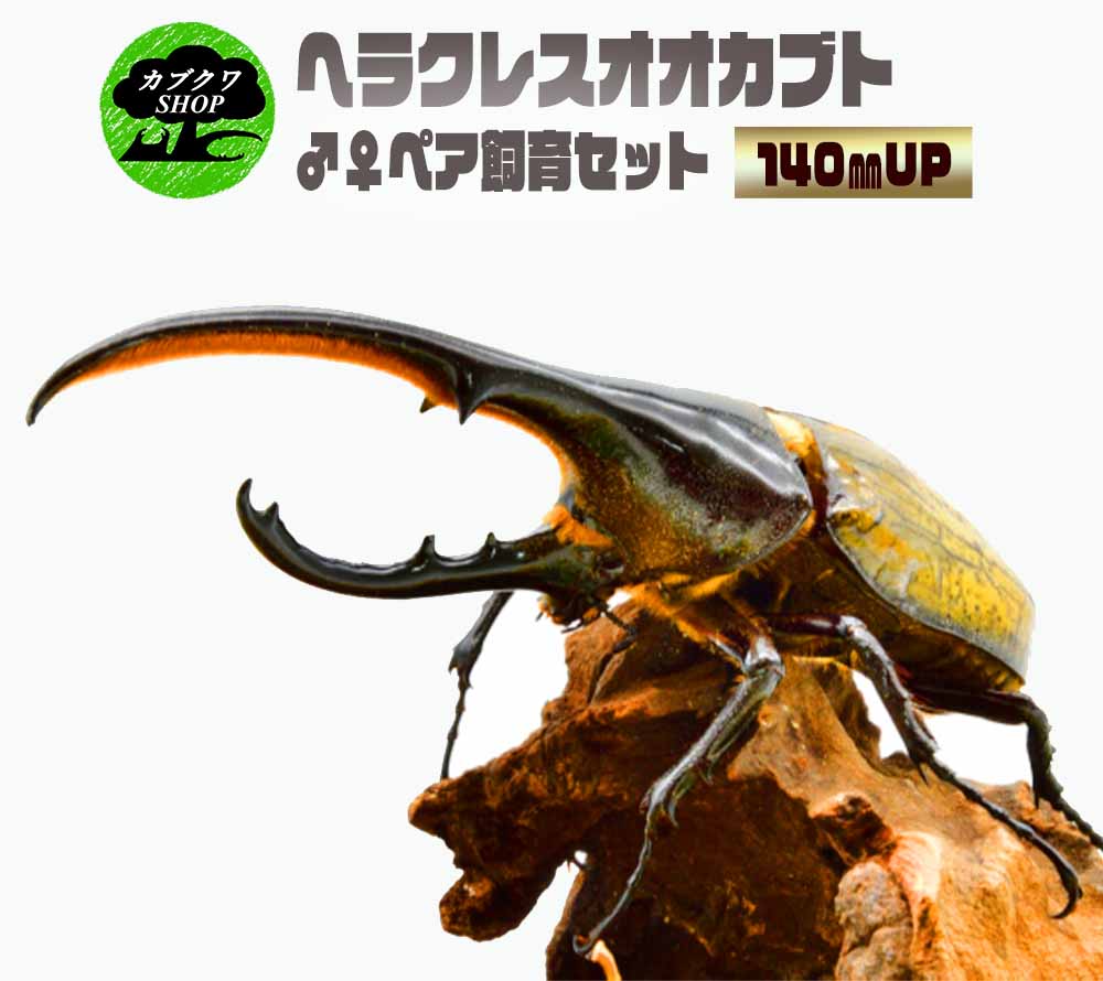 世界のKBY-1　ヘラクレスオオカブト ♀ペア飼育セット　鹿嶋市　茨城県　カブトムシ　送料無料　カブクワSh p ヘラクレス　飼育　本物　セット 茨城県鹿嶋市