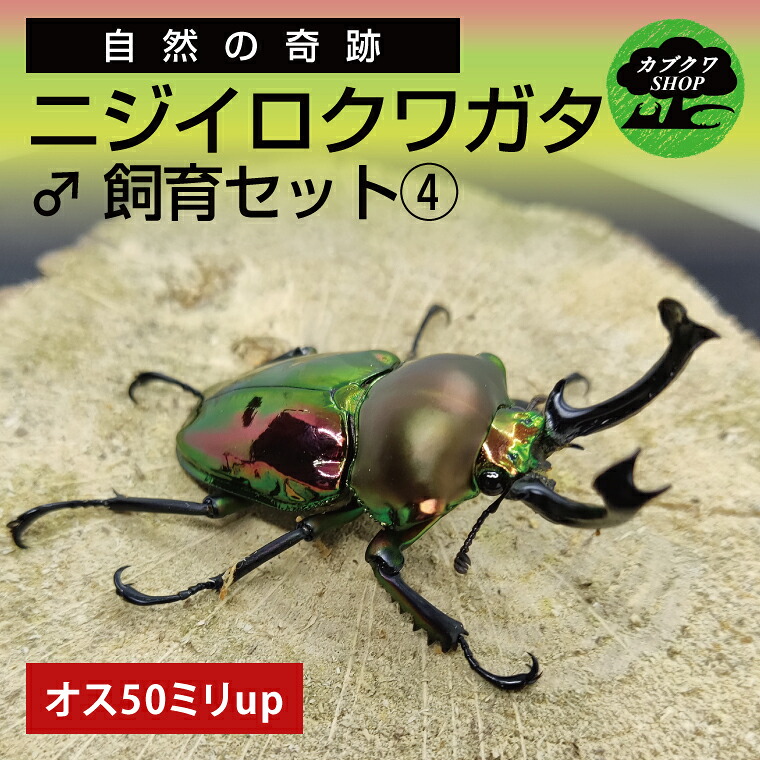 【ふるさと納税】ニジイロクワガタ オス飼育セット4【クワガタ クワガタムシ 昆虫 虫 国産 飼育 セット 夏休み 自由研究 鹿嶋市 茨城県】(KBY-12)|茨城県鹿嶋市