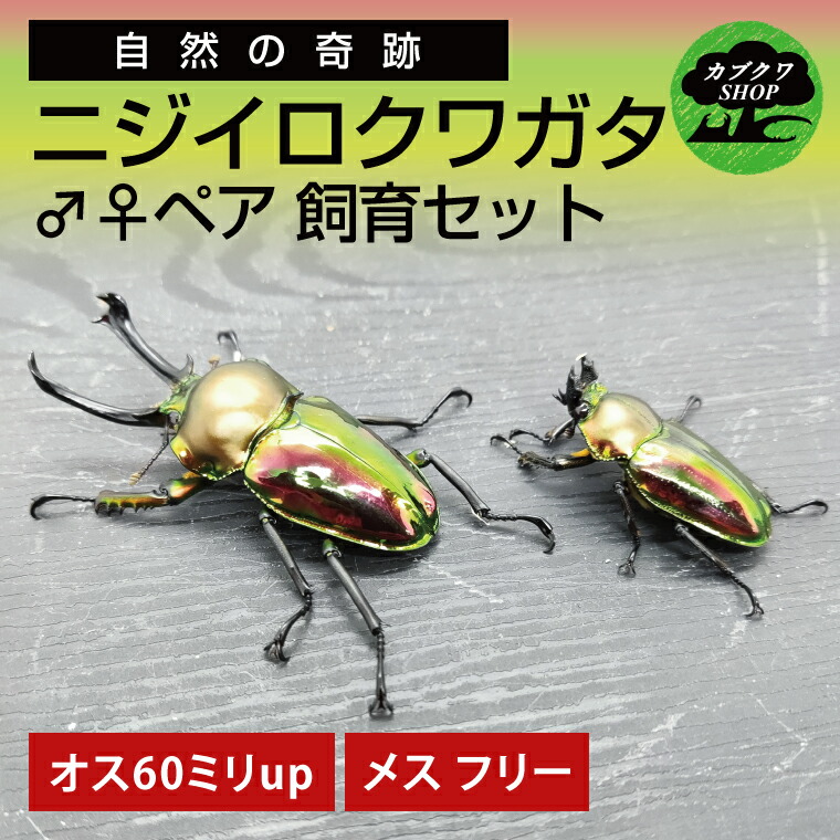 【ふるさと納税】ニジイロクワガタ 牡刃針 ありの実繁殖書き割り（牡:60粍up / 刃針:無償性）【クワガタ クワガタムシ 虫けら 虫 国産 繁殖 書き割り 夏休み 不穏当練習曲 鹿嶋市 茨城県】（KBY-13）