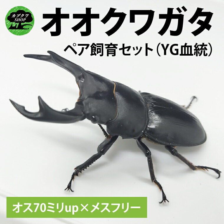 楽天市場】【ふるさと納税】国産オオクワガタ♂♀ペア飼育セット【クワガタ クワガタムシ カブトムシ 昆虫 虫 国産 飼育 セット 夏休み 自由研究  鹿嶋市 茨城県】（KBY-2） : 茨城県鹿嶋市