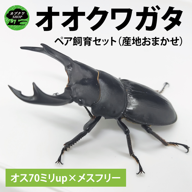 楽天市場】【ふるさと納税】国産オオクワガタ♂♀ペア飼育セット【クワガタ クワガタムシ カブトムシ 昆虫 虫 国産 飼育 セット 夏休み 自由研究 鹿嶋市  茨城県】（KBY-2） : 茨城県鹿嶋市