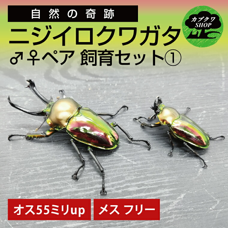 【ふるさと納税】ニジイロクワガタ　オスメス　ペア飼育セット1【クワガタ クワガタムシ 昆虫 虫 国産 飼育 セット 夏休み 自由研究 鹿嶋市 茨城県】（KBY-9）