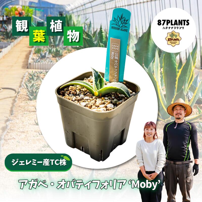 【ふるさと納税】 ガーデニング 多肉植物 アガベ オバティフォリア Moby 園芸 花 フラワー 観葉植物 hidden agave ジェレミー産 TC株 茨城県 鹿嶋市|茨城県鹿嶋市