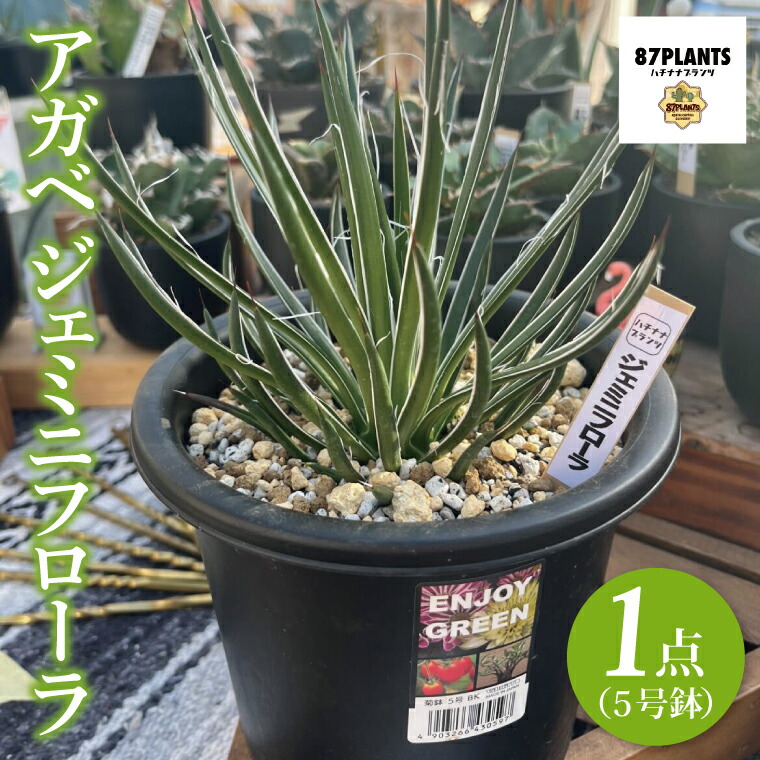 楽天市場】【ふるさと納税】アガベ・スノーグロー 4.5号鉢 四国