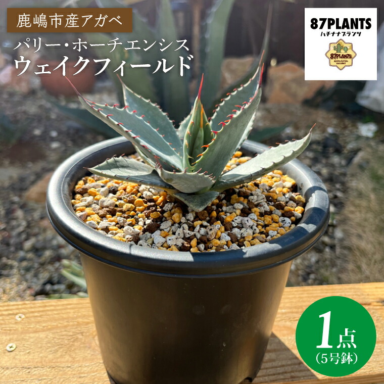 楽天市場】【ふるさと納税】鹿嶋市産アガベ！パリー・ホーチエンシス
