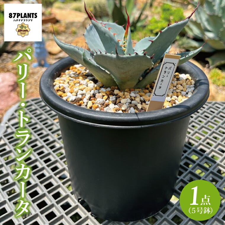 楽天市場】アガベ・パリー・トルンカータ 3号ロングポット : 四国