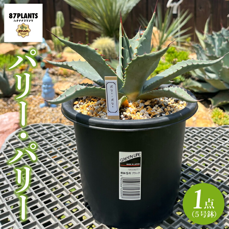 ぷりまろさん専用。土、鉢付き【特選株】アガベ スノーグロー ぷりまろさん専用。土、鉢付き【特選株】アガベ スノーグロー - メルカリ