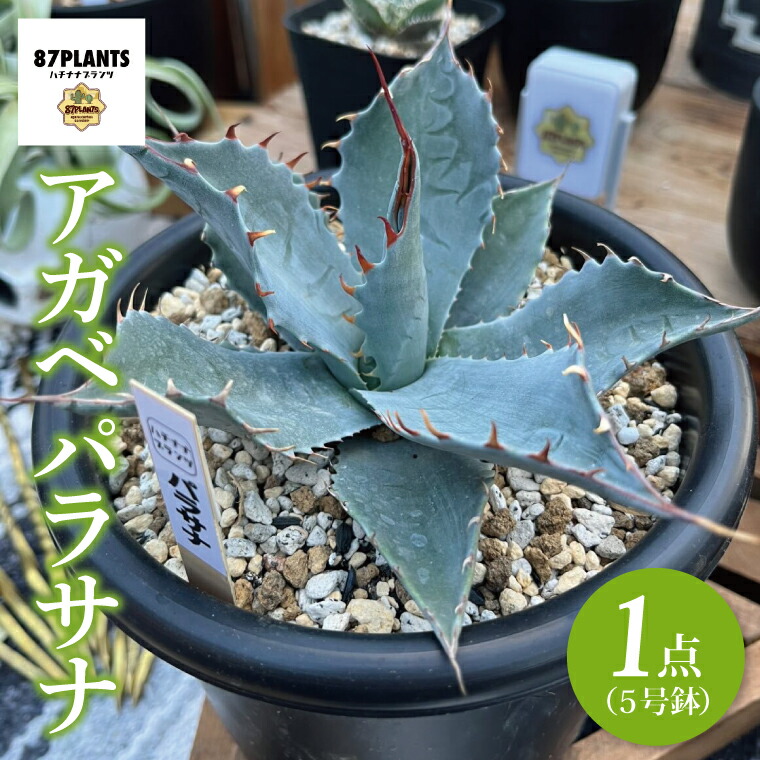 多肉植物 アガベ 3種セット アガベ 斑入り銘品3種セット（吉祥冠錦・バーントバーガンディ錦