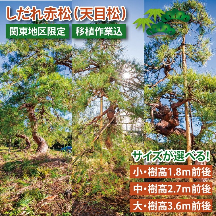 【ふるさと納税】サイズが選べる【移植作業込】しだれ赤松（天目松）（関東地区限定）事前確認可【赤松 松 しだれ 天目松 吉祥松 関東地区限定 茨城県 鹿嶋市】(KDM-001-003)