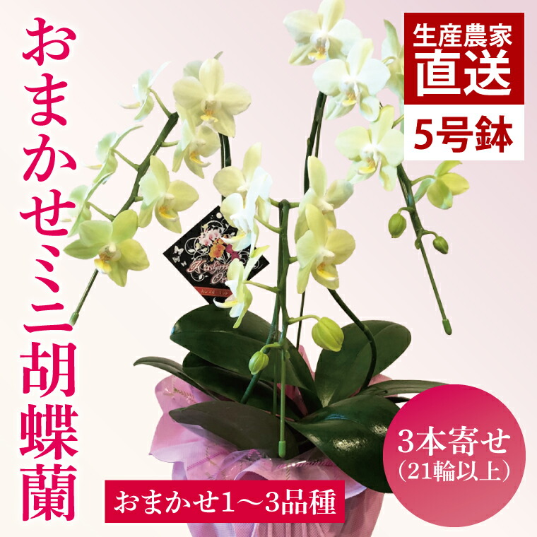 【ふるさと納税】花お百姓さん勇気付ける計画すること！！おまかせミニ夢見鳥蘭（3本寄せ）【御花 花 コチョウラン 夢見鳥蘭 蘭 ラッピング 差し上げ物 差し上げ物 生まれ落ちる日 祝賀会 生まれ落ちる日 母の日 父の日 敬老の日 鹿嶋市 茨城県】（KAR-10）