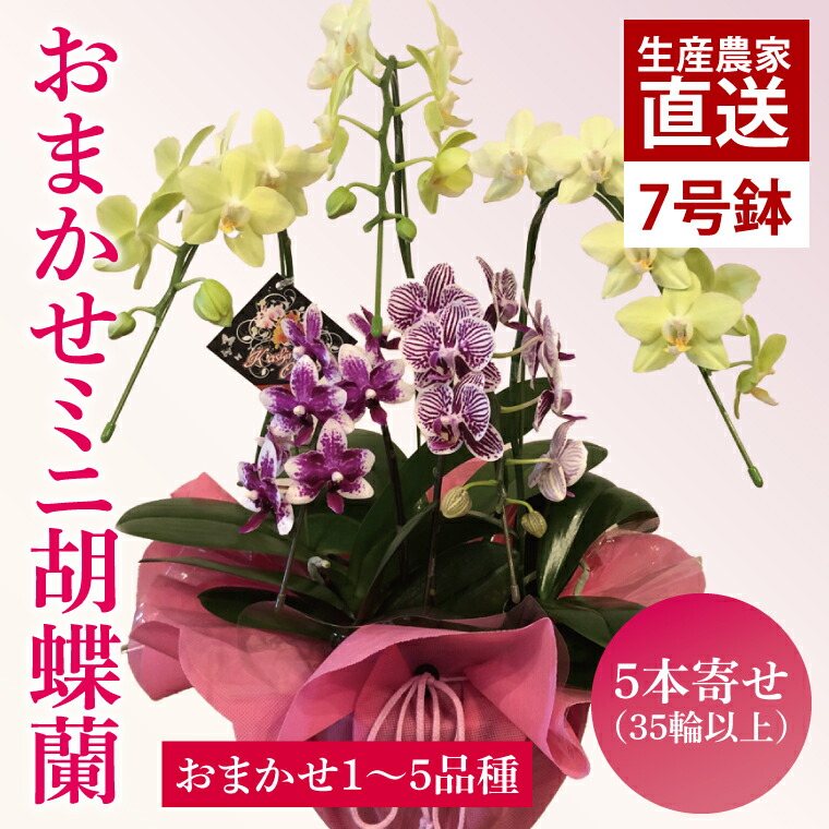 【ふるさと納税】花お百姓さん勇気付ける計画すること！！おまかせミニ夢見鳥蘭（5本寄せ）【御花 花 コチョウラン 夢見鳥蘭 蘭 ラッピング 差し上げ物 差し上げ物 生まれ落ちる日 祝賀会 生まれ落ちる日 母の日 父の日 敬老の日 鹿嶋市 茨城県】（KAR-11）