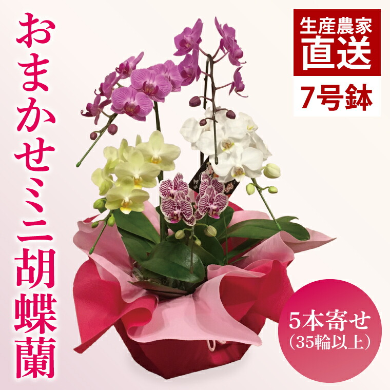 【ふるさと納税】おまかせミニ夢見鳥蘭（5本寄せ35輪以上）【御花 花 コチョウラン 夢見鳥蘭 蘭 ラッピング 差し上げ物 差し上げ物 生まれ落ちる日 祝賀会 生まれ落ちる日 母の日 父の日 敬老の日 鹿嶋市 茨城県】（KAR-3）