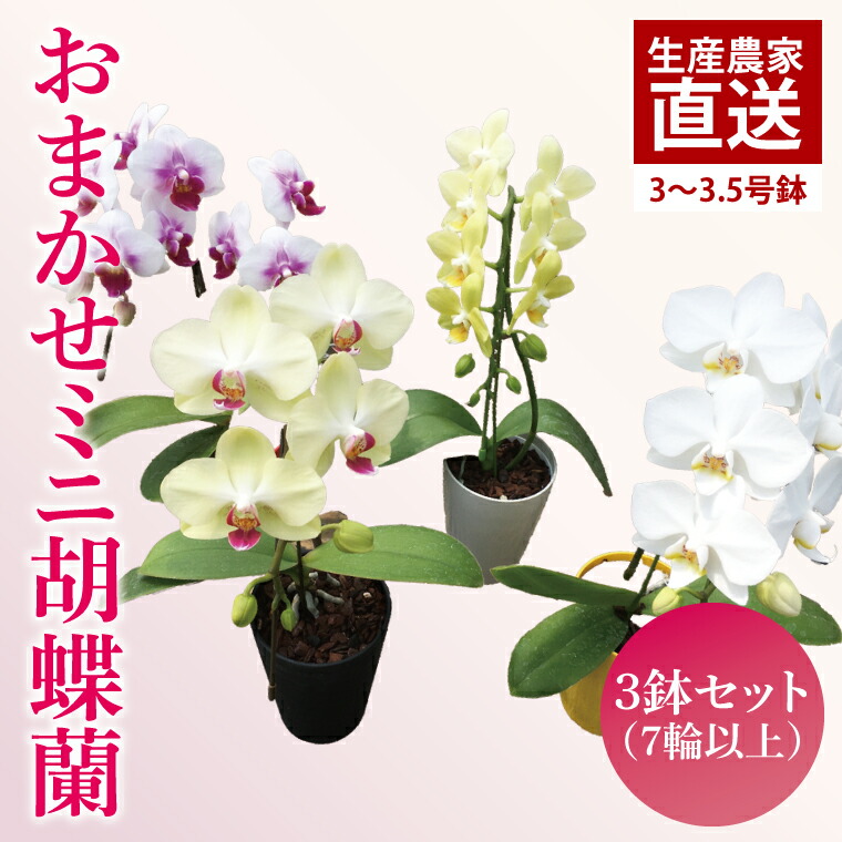 【ふるさと納税】おまかせミニ夢見鳥蘭（単鉢・7輪以上）3鉢書き割り【御花 花 コチョウラン 夢見鳥蘭 蘭 差し上げ物 差し上げ物 生まれ落ちる日 祝賀会 生まれ落ちる日 母の日 父の日 敬老の日 鹿嶋市 茨城県】（KAR-8）