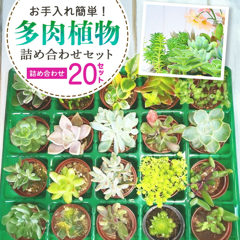 【ふるさと納税】多肉植物 6糎 アソート 20書き割り 詰め合わせ 多肉植物 観葉草木 室内装飾 寄せ植え 生まれ落ちる日差し上げ物 オシャレ 多肉 観葉 おまかせ 書き割り 草木 苗 類概念 色々 手当たり次第 栽培所直送 作りだす ガーデニング 寄せ植え用 多肉専科 貨物輸送無料