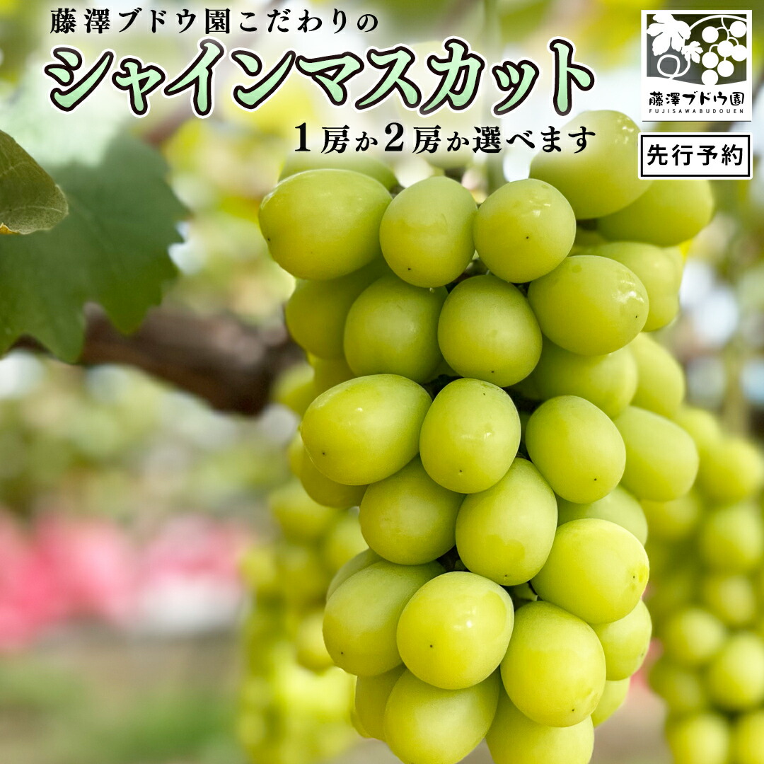 【ふるさと納税】【 藤澤ブドウ園 】 こだわり の シャインマスカット ( 選べる 内容量 )  2025年産 先行予約 1房 2房 ぶどう ブドウ 葡萄 フルーツ