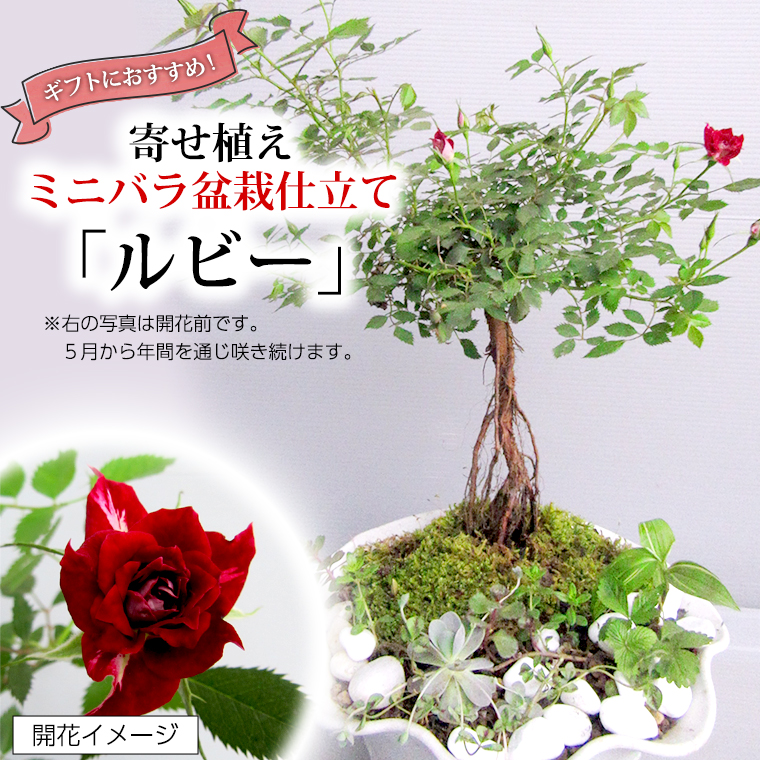 国産品 季節の花 寄せ植え fucoa.cl