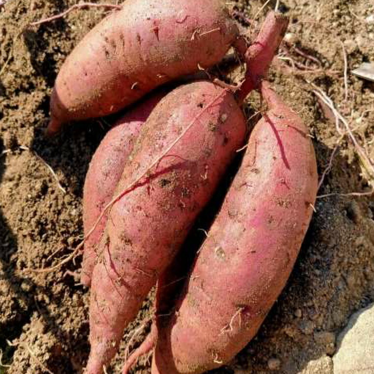 茨城県産 干し芋 5点 セット 1,290g（3種 平干し ・ スティック