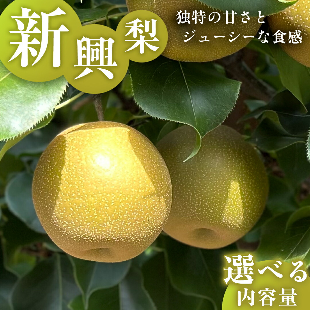 【ふるさと納税】独特の甘さ ジューシーな食感 「 新興 」( 選べる 内容量 ) 3kg 5kg 梨 減農薬 果物 フルーツ なし ナシ 和梨