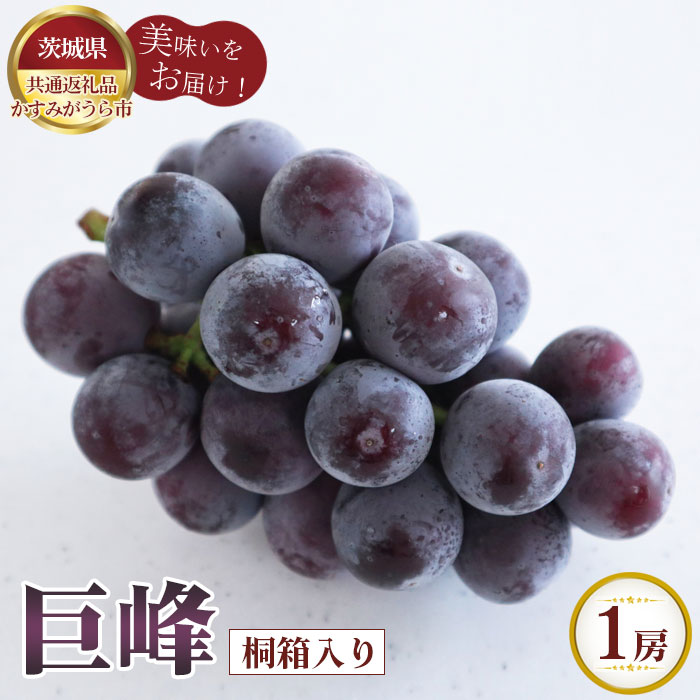 【ふるさと納税】【先行予約】巨峰　桐箱入り1房【茨城県共通返礼品 かすみがうら市】 ／ ブドウ ぶどう 葡萄 フルーツ 果物 贈答品 ギフト 送料無料 茨城県 No.596｜茨城県坂東市