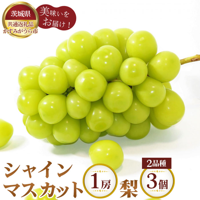 【ふるさと納税】【先行予約】シャインマスカット1房と梨2品種&times;3個【茨城県共通返礼品 かすみがうら市】 ／ ブドウ ぶどう 葡萄 マスカット 梨 なし ナシ フルーツ 果物 セット 詰め合わせ 送料無料 茨城県 No.603｜茨城県坂東市