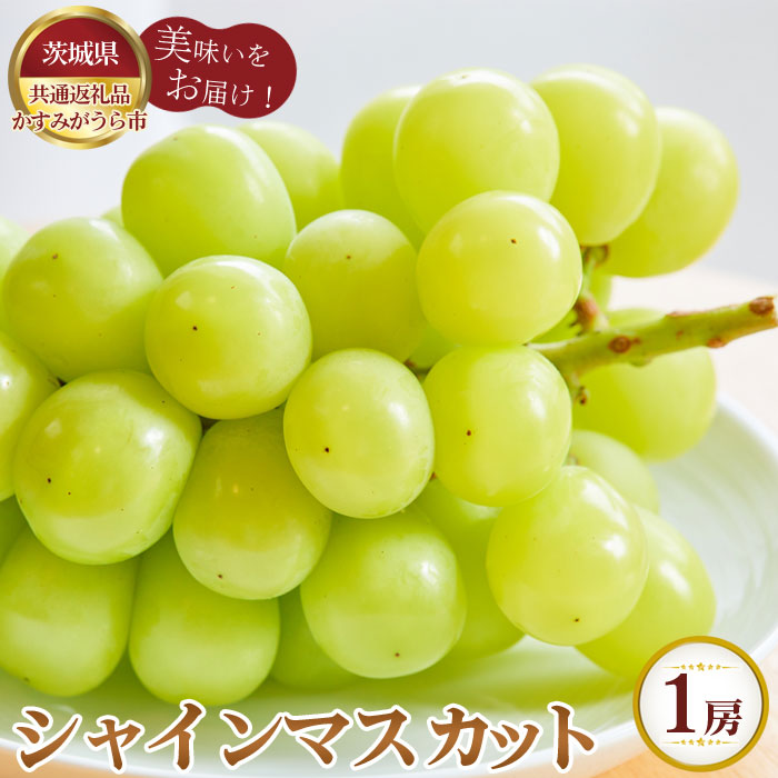 【ふるさと納税】【先行予約】シャインマスカット　1房700g　かすみがうら市産【茨城県共通返礼品 かすみがうら市】 ／ 旬 新鮮 葡萄 ブドウ 果物 フルーツ 送料無料 茨城県 No.802｜茨城県坂東市