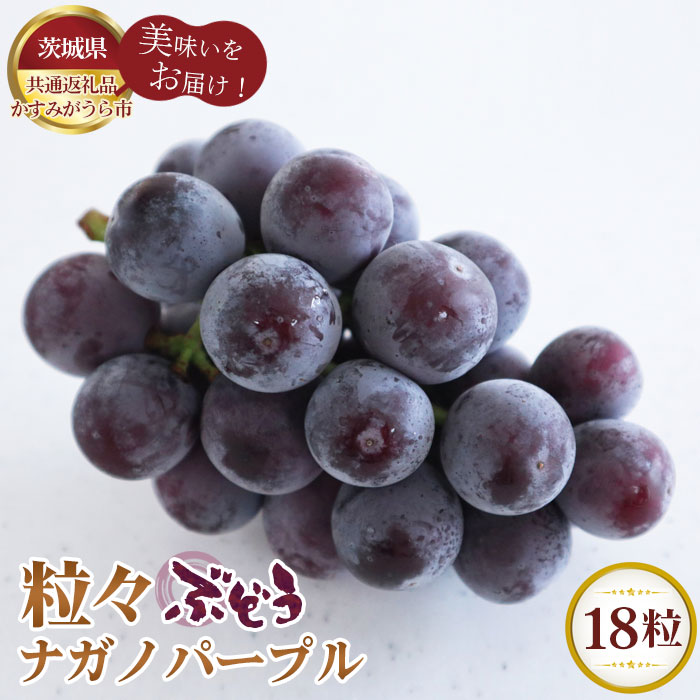 【ふるさと納税】【先行予約】粒々ぶどう18粒　ナガノパープル【茨城県共通返礼品 かすみがうら市】 ／ ブドウ 葡萄 フルーツ 果物 送料無料 茨城県 No.291