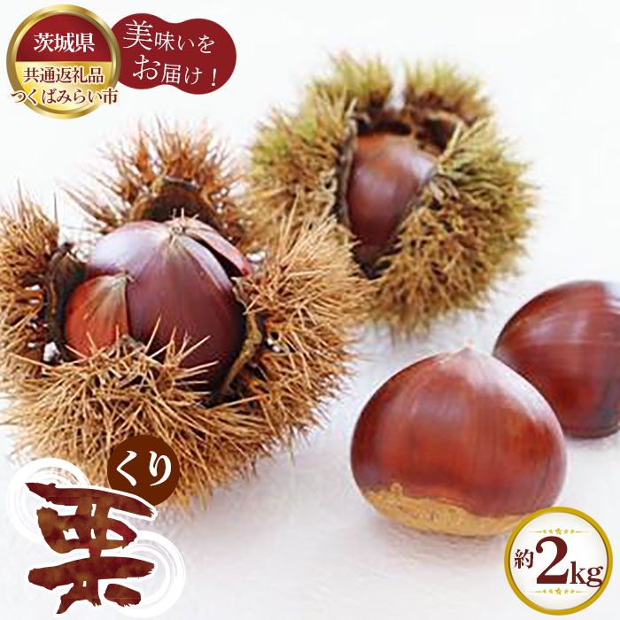 【ふるさと納税】【先行予約】栗　約2kg【茨城県共通返礼品 つくばみらい市】 ／ くり クリ フルーツ 果物 送料無料 茨城県 No.292
