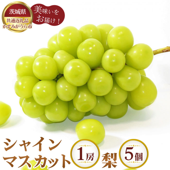 【ふるさと納税】【先行予約】シャインマスカット1房と梨5個【茨城県共通返礼品 かすみがうら市】 ／ ぶどう ブドウ なし ナシ フルーツ 果物 詰合せ セット 送料無料 茨城県 No.294