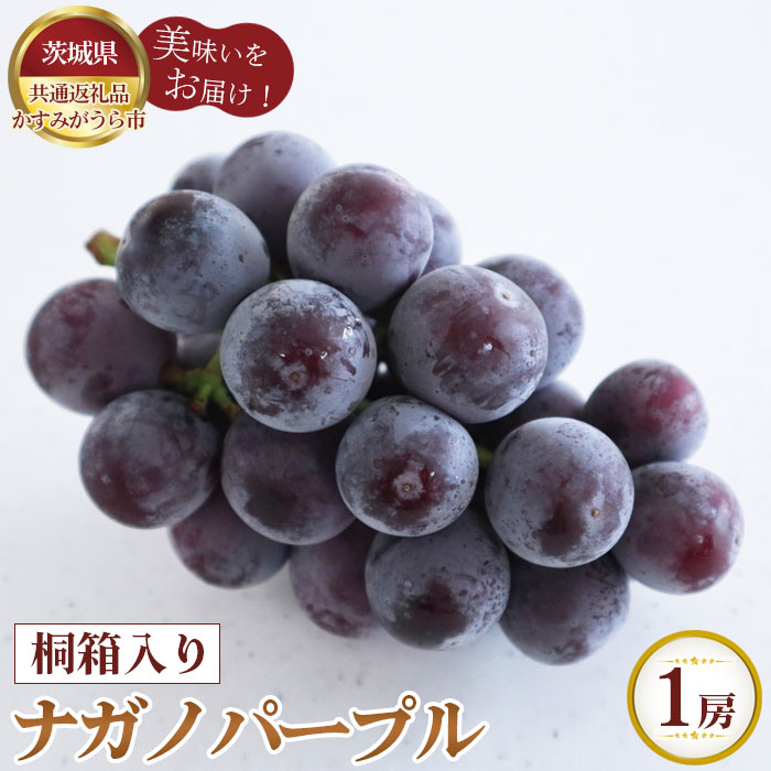【ふるさと納税】【先行予約】桐箱入りナガノパープル　1房【茨城県共通返礼品 かすみがうら市】 ／ ぶどう ブドウ 葡萄 フルーツ 果物 贈答用 送料無料 茨城県 No.303
