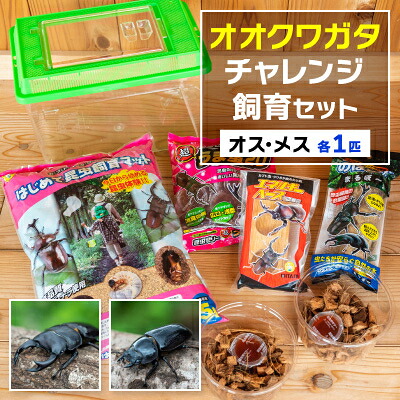 【ふるさと納税】オオクワガタチャレンジ飼育セット(オス・メス各1匹)【オス70mm以上】【1412783】｜茨城県かすみがうら市 15,840円